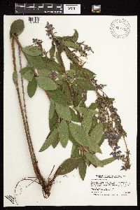 Desmodium canadense image