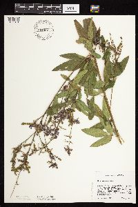 Desmodium canadense image