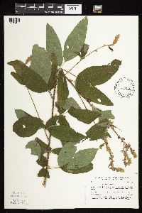 Desmodium canadense image