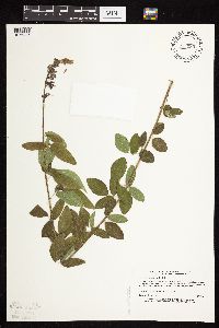 Desmodium canadense image