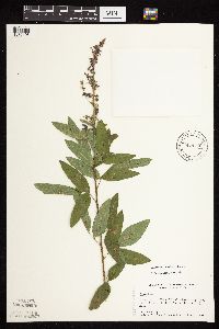 thumbnail image of current specimen