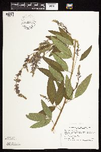 thumbnail image of current specimen