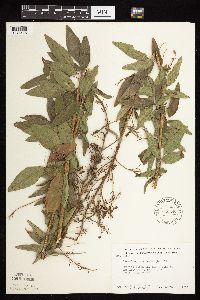 Desmodium canadense image