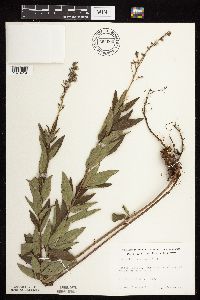 Desmodium canadense image
