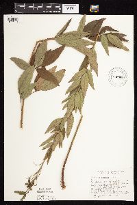 Desmodium canadense image