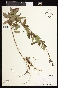 Desmodium canadense image
