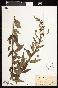 Desmodium canadense image