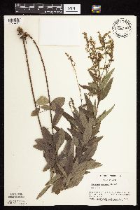 thumbnail image of current specimen