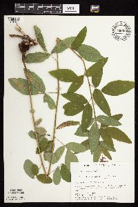 Desmodium canadense image