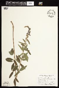 Desmodium canadense image