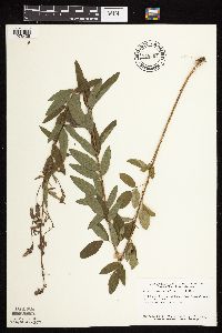 Desmodium canadense image