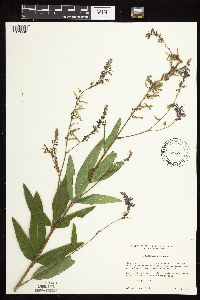 Desmodium canadense image