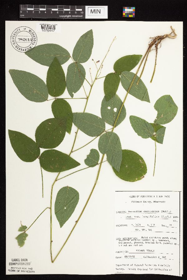Desmodium cuspidatum image