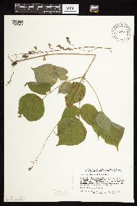 Hylodesmum glutinosum image