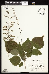 Hylodesmum glutinosum image
