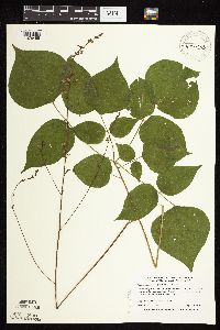 Hylodesmum glutinosum image