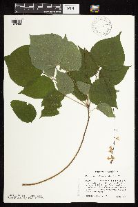 Hylodesmum glutinosum image