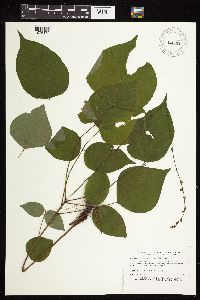 Hylodesmum glutinosum image
