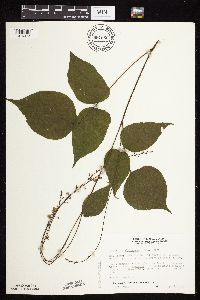 Hylodesmum glutinosum image