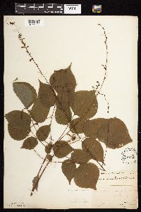 Hylodesmum glutinosum image