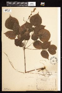 Hylodesmum glutinosum image
