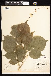Hylodesmum glutinosum image