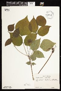 Hylodesmum glutinosum image
