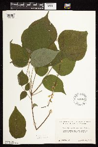 Hylodesmum glutinosum image