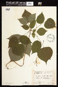 Hylodesmum glutinosum image