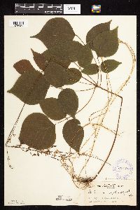 Hylodesmum glutinosum image
