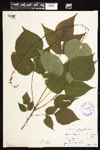 Hylodesmum glutinosum image