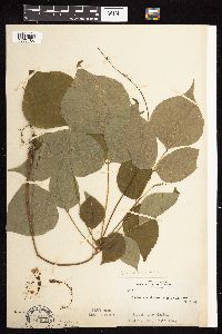 Hylodesmum glutinosum image