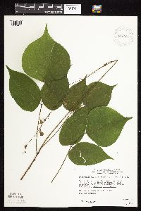 Hylodesmum glutinosum image