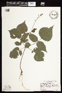 Hylodesmum glutinosum image