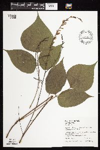 Hylodesmum glutinosum image