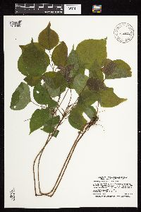 Hylodesmum glutinosum image