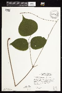 Hylodesmum glutinosum image