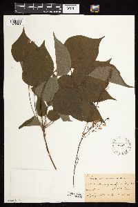 Hylodesmum glutinosum image
