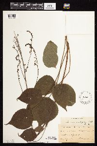 Hylodesmum glutinosum image