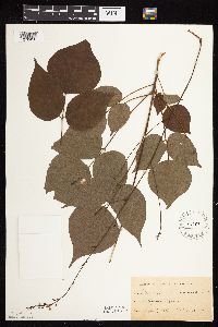 Hylodesmum glutinosum image