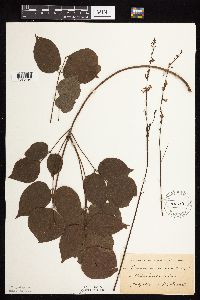 Hylodesmum glutinosum image