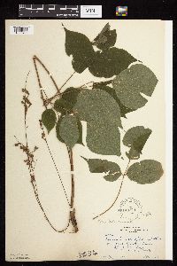 Hylodesmum glutinosum image