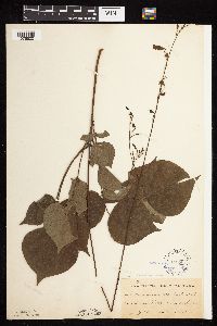 Hylodesmum glutinosum image
