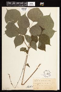 Hylodesmum glutinosum image