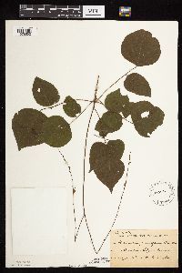 Hylodesmum glutinosum image