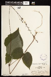 Hylodesmum glutinosum image