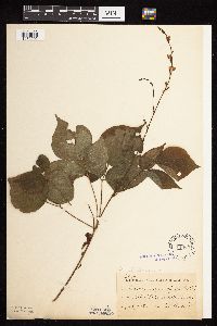 Hylodesmum glutinosum image