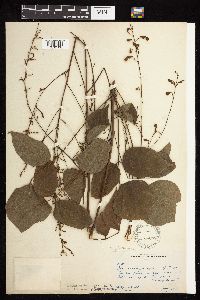 Hylodesmum glutinosum image