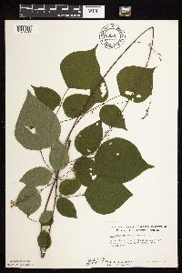 Hylodesmum glutinosum image
