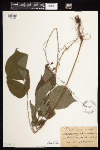 Hylodesmum glutinosum image